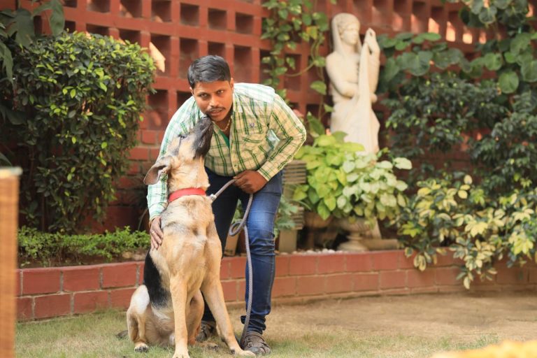What Does A Dog Trainer Do Mirfieldin Pictures